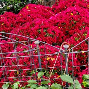 Meet your Posher, Nelsi